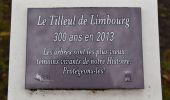 Trail Walking Limbourg - 20211119 - TOTEMUS Limbourg 7.1 Km - Photo 12