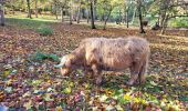 Trail Walking Yerres - Rando Yerres Crosne Brunoy 12,5 km - Photo 1