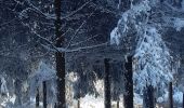 Randonnée Marche Waimes - botrange au dessus des nuages  - Photo 16