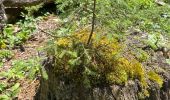 Trail Walking Saint-Agnan-en-Vercors - Veymont pré râteau  - Photo 10