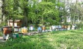 Trail Walking Yerres - reconnaissance rando thème apiculture - Photo 6