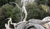 Percorso A piedi Dorgali - (SI Z14) Sa Barva – Monte Maccione - Photo 3