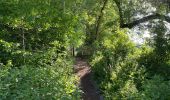 Trail Walking Wemmel - Wemmel Beverbos 6 km - Photo 4