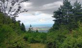 Tour Wandern L'Albère - ullat . piste . puig orella . puig St cristau . puig orella . ullat - Photo 11