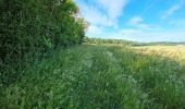 Tocht Stappen Naveil - Circuit au lieu-dit Bordebeure Marcilly-en-Beauce - Photo 2