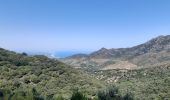 Trail Walking Banyuls-sur-Mer - puig de sallfort depuis coll de vallauria - Photo 12