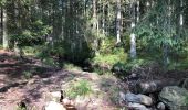 Tocht Stappen Malmedy - La cascade du Bayehon  - Photo 8