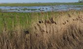 Tocht Te voet South Holland - Willow Tree Fen Green perimeter route - Photo 2