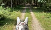 Tour Reiten Vielsalm - Mont-le-Soie Boucle orange - Photo 14