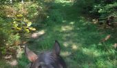 Trail Horseback riding Bouquetot - hauville brotonne - Photo 2