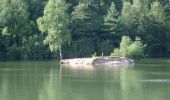 Tour Zu Fuß Forst Kleinschwarzenlohe - Jägersee Bienenweg No.2 - Photo 4