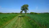 Tour Wandern Saint-Laurent-en-Gâtines - Saint-Laurent-en-Gâtines - Circuit jaune avec variante le Sentier - 18.7km 120m 4h30 - 2022 05 01 - Photo 6