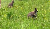 Trail Other activity Filain - Parc de guiguitte en folie ( les ridets) - Photo 2