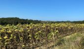 Tocht Stappen Susmiou - GR 65 Navarrenx > Lichos - Photo 15