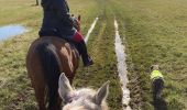 Trail Horseback riding Bénaménil - Élodie tiboy Vispa  - Photo 1