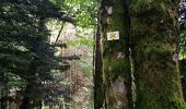 Trail Walking Rimbach-près-Masevaux - Haute Bers - Photo 6