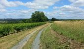 Randonnée Marche Rivière - Rivière - circuit Entre Vienne et vignes - 13km 120m 3h10 (35mn) - 2017 07 14 - Photo 3