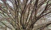 Tour Wandern Notre-Dame-de-Monts - Notre-Dame-de-Monts-Découverte forêt et dunes - Photo 7