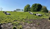 Randonnée Marche Chaumont-Gistoux - BE-Chaumont-Gistoux - Autour de Vieusart - version courte - Photo 13