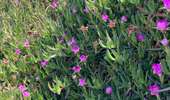 Trail Walking Calvi - Revellata  - Photo 12