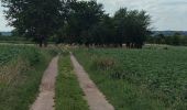 Percorso Mountainbike Visé - Entre Belgique et Pays-Bas 🌿 - Photo 2