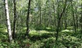 Tour Zu Fuß Gersfeld - Rotes Moor Rundweg 2 - Photo 6