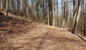 Percorso Marcia Obersteinbach - Obersteinbach - châteaux du Petit Arnsberg, du Wasigenstein et du Blumenstein - Photo 10
