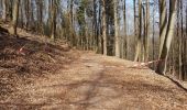 Tocht Stappen Obersteinbach - Obersteinbach - châteaux du Petit Arnsberg, du Wasigenstein et du Blumenstein - Photo 10