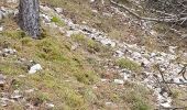 Trail Walking Beaumont-du-Ventoux - Mts Serein, Ventoux, tête de la Grave - Photo 11