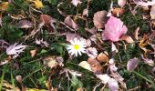 Trail On foot Astano - Dumenza - Curiglia - Photo 5