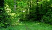 Randonnée Marche Tracy-le-Mont - en forêt de Laigue_2_Le Petit Octogone et l'Octogonet - Photo 16