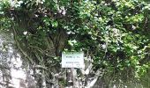 Tour Wandern Oberhaslach - Oberhaslach - Photo 8