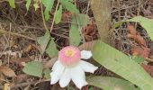 Tour Wandern Guayaquil - Cerro Azul (Antenas) de ESPOL - Photo 4