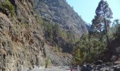 Trail On foot El Paso - Wikiloc - Caldera de taburiente Los Brecitos to Parking Barranco de las Angustias - Photo 6