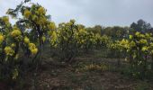 Randonnée Marche Tanneron - Mimosa  - Photo 7