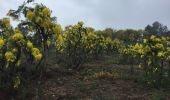 Tocht Stappen Tanneron - Mimosa  - Photo 7