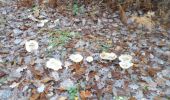 Trail Walking Oissel - 20231128-les essarts cool - Photo 10