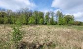 Tour Wandern Libin - rando redu  11-05-2023 - Photo 11