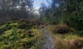Trail Walking Herbeumont - les crêtes  - Photo 9