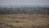 Trail On foot Arnhem - Deelerwoud - Rood - Photo 2