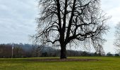 Tocht Te voet Onbekend - Rundwanderweg Kruppwald A2 - Photo 5