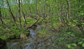 Tocht Te voet Schlaubetal - Gelber Wanderweg - Photo 2