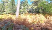 Tour Wandern Fontainebleau - T1-Grotte Beatrix  - Photo 3