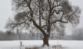 Tour Zu Fuß Bad Blumau - Lindeggerweg - Photo 3