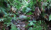 Excursión Senderismo Le Morne-Rouge - Domaine de la vallée via Hbt Pecoul - Photo 2