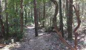 Tour Wandern Bédoin - Sur les traces du reboisement du Ventoux 1860 - Photo 6