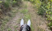 Trail Horseback riding Bastogne - Livarchamps 24/09 - Photo 2