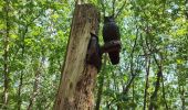 Tocht Stappen Hechtel-Eksel - Promenade vers la piste dans les arbres  - Photo 17