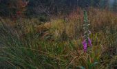 Tour Wandern La Roche-en-Ardenne - le marais - Photo 3