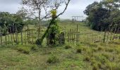 Excursión Senderismo Le Morne-Rouge - Domaine de la vallée via Hbt Pecoul - Photo 7